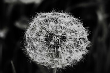 Dandelion in the grass close macro details black and white