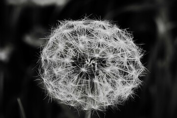 Dandelion in the grass close macro details black and white © moreidea