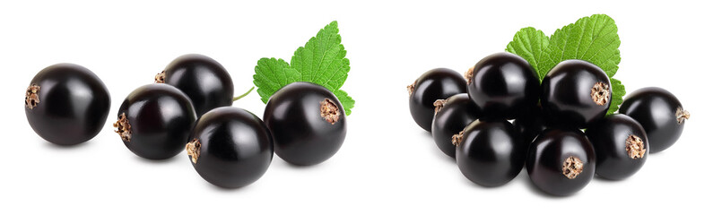 Five black currant with leaf isolated on white background
