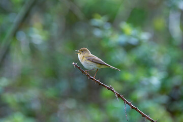 Iberian chiffchaff perched on a branch singing.