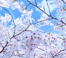 SAKURA 2024 A