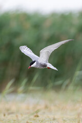 Whiskered tern in flight fishing in the lagoon.