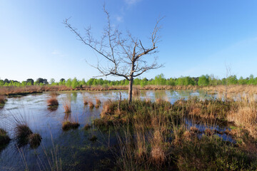 Pond in the Coquibus heather land - 782044291