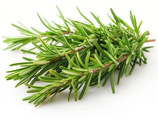 rosemary leaf herbal is spices Isolated on the white background