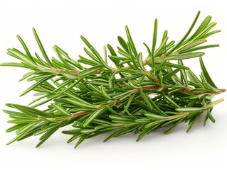 Fototapeta premium rosemary leaf herbal is spices Isolated on the white background