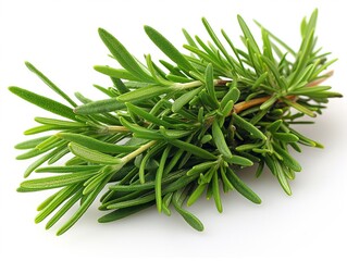 rosemary leaf herbal is spices Isolated on the white background