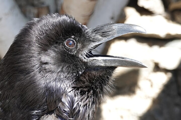 Posing smart bird black crow