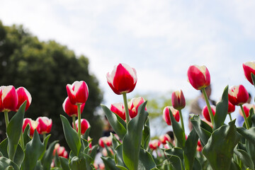 Beautiful tulip flower garden. The Expo 70 Commemorative Park, Osaka, Japan