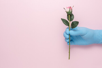 Hand in a medical glove with a rose flower on a pink background. Minimal spring pandemic concept.