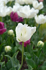 Tulip Super Parrot flower
