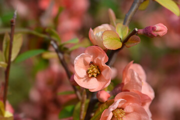 Japanese Flowering Quince branch with flowers