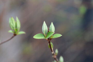 Fuzzy deutzia Flore Pleno branch with new leaves