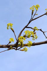 Norway maple branch with flowers