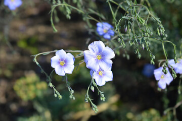 Common flax flowers
