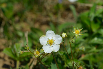 Wild strawberry flowers