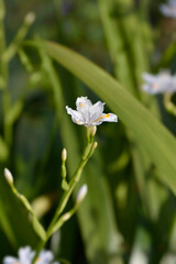 Fringed iris flower