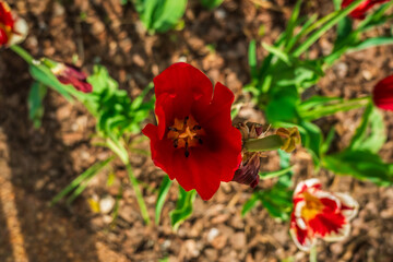In Depth Red Flower, Atlanta Botanical Garden, Atlanta, Georgia