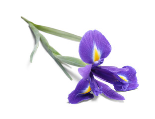 Naklejka premium Beautiful violet iris flower with water drops isolated on white