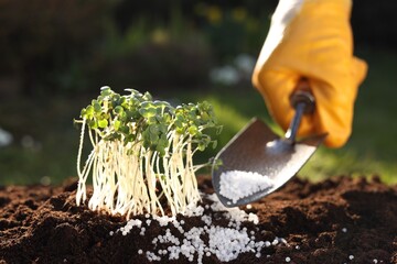 Man fertilizing soil with growing young microgreens outdoors, selective focus