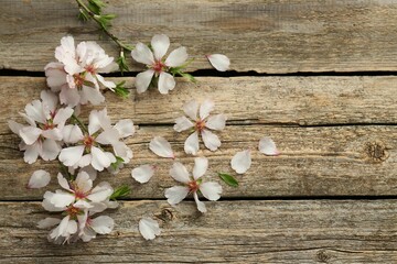 Spring season. Beautiful blossoming tree branches and flower petals on wooden table, flat lay. Space for text