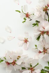 Spring tree branches with beautiful blossoms on white background, flat lay