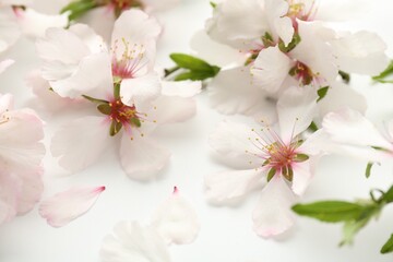 Beautiful spring tree blossoms on white background, closeup