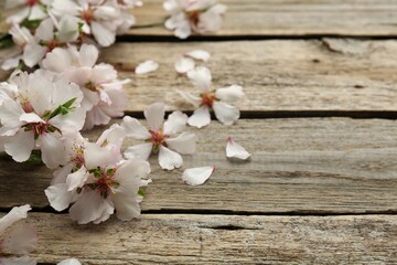Beautiful spring tree blossoms and petals on wooden table. Space for text