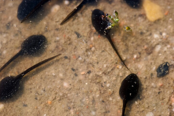 photo, tadpoles, animals, nature, wildlife, sunny, spring, black