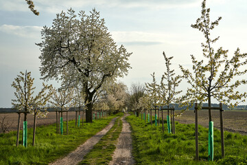 Dirt road and white flowering fruit trees in spring