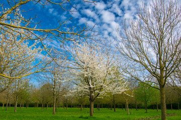 trees in spring