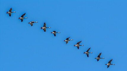 Fototapeta premium A flock of migratory birds flying in a V-formation.