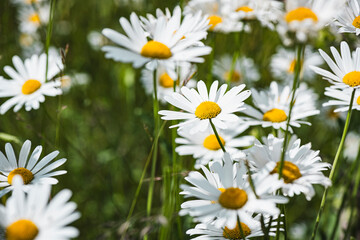 Fototapeta premium Margeriten im Frühling