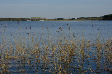 reeds on the lake