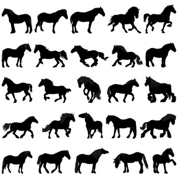 Collection of draft horses silhouettes, horse breeding . Vector illustration.	
