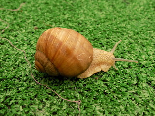 Brown snail on green grass.