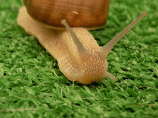 Brown snail on green grass.
