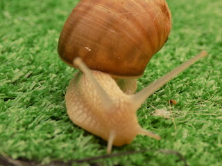 Brown snail on green grass.