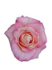 Beautiful close up pink rose isolated on white background
