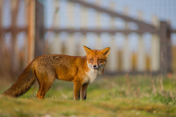 red fox vulpes in a garden in sunshine evening light, london - obrazy, fototapety, plakaty