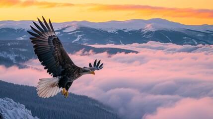 A bald eagle flying in sky at sunrise in wild.