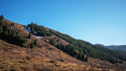 Fototapeta na wymiar Sloping hillsides with a mix of evergreen trees and dry grass under a clear blue sky, with patches of snow hinting at the approach of winter