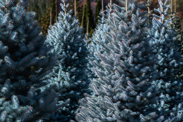 a close-up of blue spruce trees, highlighting their dense, silver-blue needles that shimmer in the...