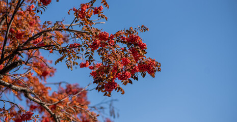 branches filled with clusters of red berries set against a vivid blue sky, with autumnal leaves in varying shades of orange and red.