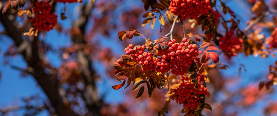 branches filled with clusters of red berries set against a vivid blue sky, with autumnal leaves in varying shades of orange and red.
