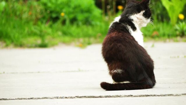 Stray cat walking on green grass