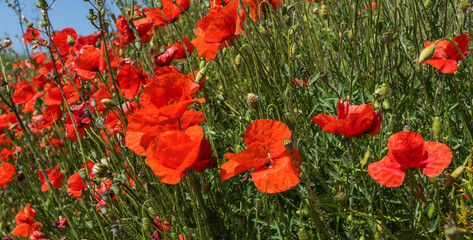field of vibrant red poppies with delicate petals, interspersed with green foliage under bright sunlight.