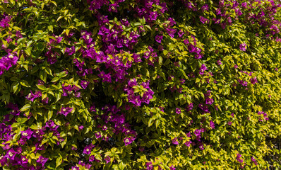 Dense coverage of vibrant purple bougainvillea flowers amidst lush green leaves. The sunlight enhances the vividness of the colors.