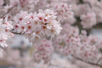 満開のサクラは日本を代表するキレイな植物