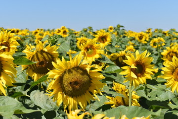 Sunflowers in the field.