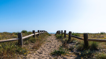 Fototapeta na wymiar Sandy path flanked by wooden fences, leading through dune grasses towards a tranquil sea, under a vast, clear blue sky